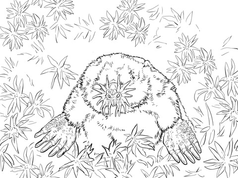 Realistic Star Nosed Mole Coloring Page